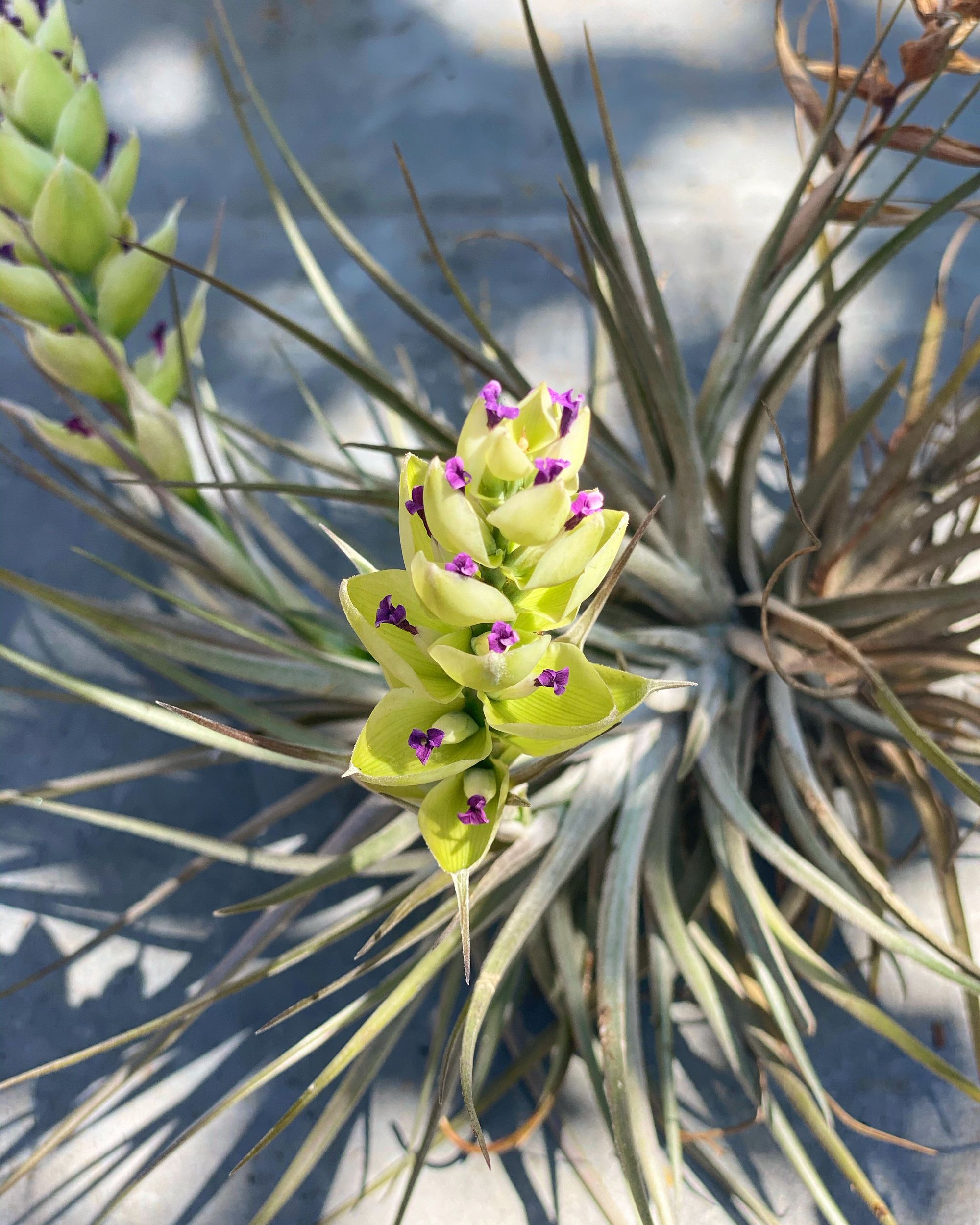 Plantas Aéreas