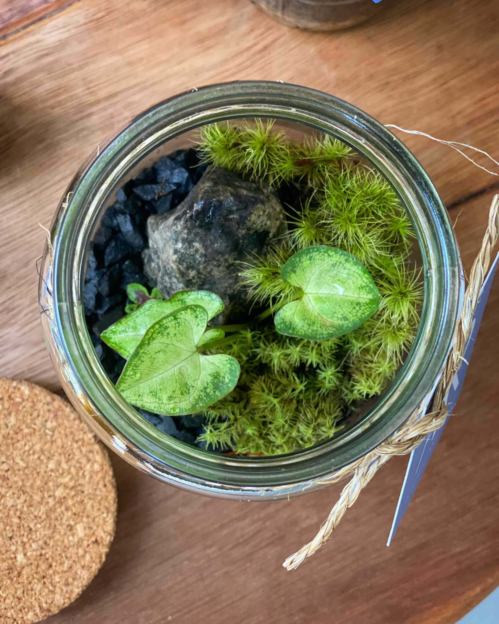 Como manter seu terrário