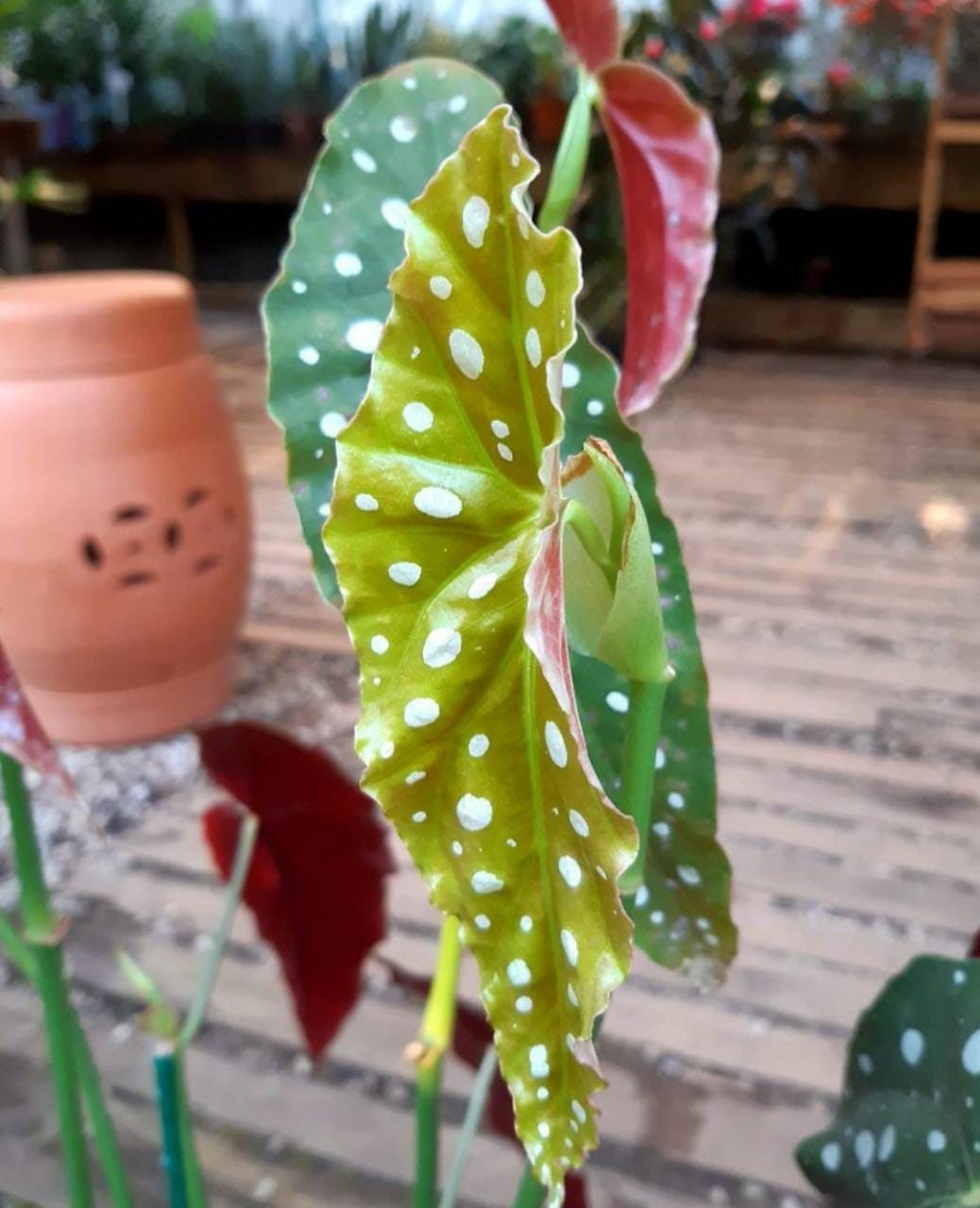 FOLHAS DA PLANTA. BEGONIA MACULATA